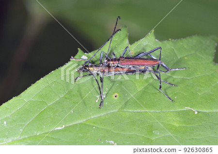 Green longhorn beetle mating (Shiretoko, Hokkaido) 92630865