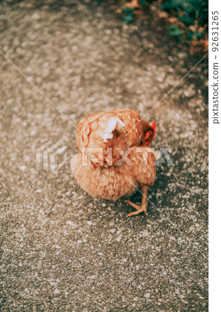 Free-range chickens in the open air 92631265