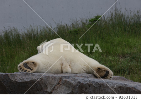 polar bear butt 92631313
