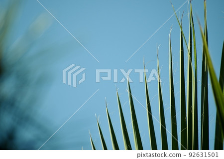 The palm leaves are fan-shaped and the tips are separated and sharp. 92631501