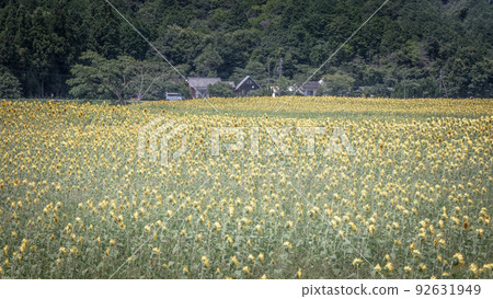 三重縣Aspia Tamaki Agri向日葵田 92631949