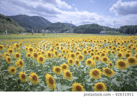 三重縣Aspia Tamaki Agri向日葵田 三重縣Aspia Tamaki Agri向日葵田 92631951