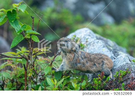 鼠兔鼠兔在高山植物環繞的碎石上覓食 92632069