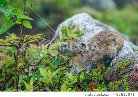 鼠兔鼠兔在高山植物環繞的碎石上覓食 92632071