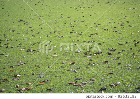 sunlit lawn 92632182