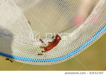 Ants swarming on larvae 92632397