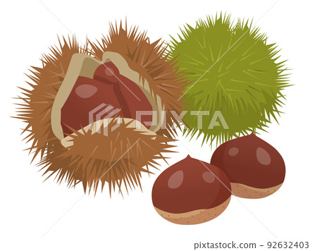 Chestnut  92632403