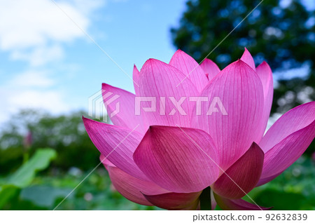 Oga蓮花 Oga蓮花 92632839