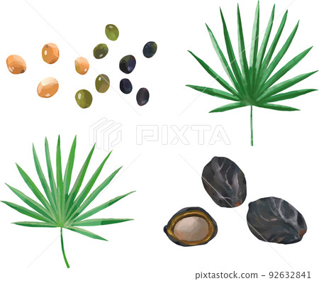 Saw palmetto fruit and leaves watercolor style illustration Saw palmetto fruit and leaves watercolor style illustration 92632841