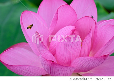 Oga lotus flower and bee 92632956