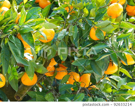 橘子田01 橘子田01 92633214