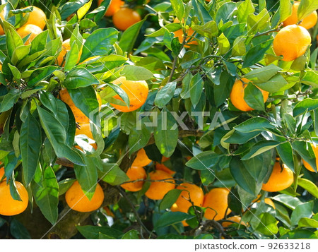 Mandarin orange field 03 Mandarin orange field 03 92633218