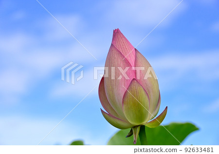 Bud of lotus 92633481
