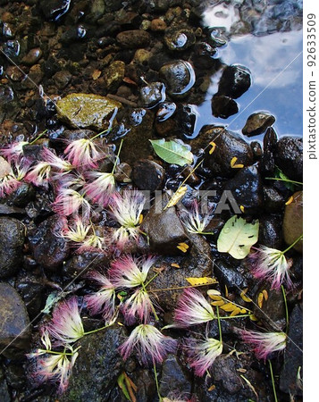 Nemunoki flowers that fell on the waterside Nemunoki flowers that fell on the waterside 92633509