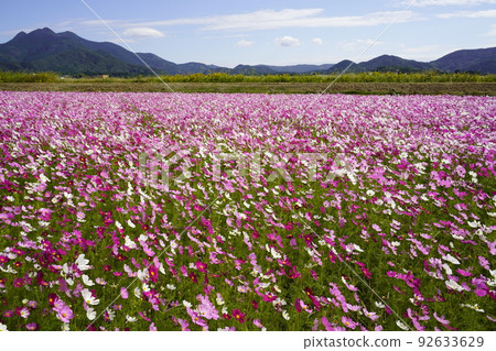 Cosmos at Nakatsuno Drainage Pump Station. Cosmos at Nakatsuno Drainage Pump Station. 92633629