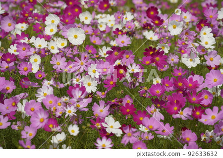 Cosmos at Nakatsuno Drainage Pump Station. Cosmos at Nakatsuno Drainage Pump Station. 92633632