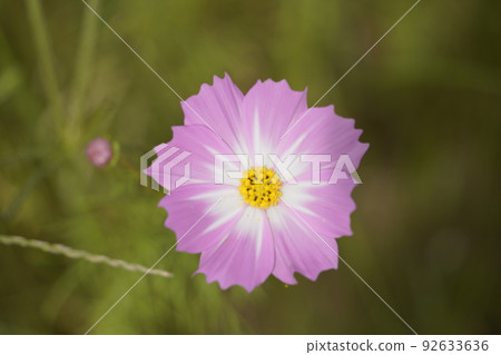 Cosmos at Nakatsuno Drainage Pump Station. 92633636