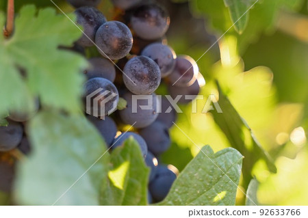 Ripe blue grapes growing in vineyard at sunset time, selective focus. Vineyards grape at sunset in autumn harvest. Winemaking concept. Beautiful grapes ready for harvest. Golden evening light. Ripe blue grapes growing in vineyard at sunset time, selective focus. Vineyards grape at sunset in autumn harvest. Winemaking concept. Beautiful grapes ready for harvest. Golden evening light. 92633766