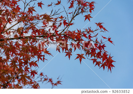 槭樹和藍天 92633852