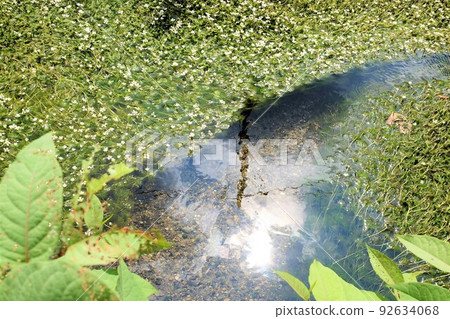 Plum algae covering the surface of the water Plum algae covering the surface of the water 92634068