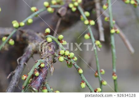 weeping plum flower bud weeping plum flower bud 92634128
