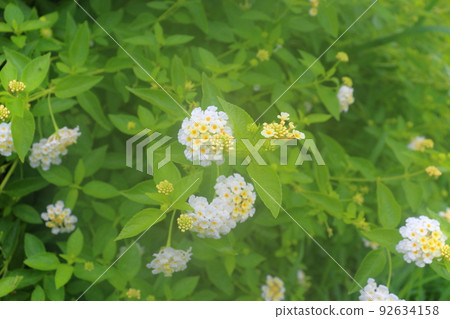 馬櫻丹屬白花 92634158