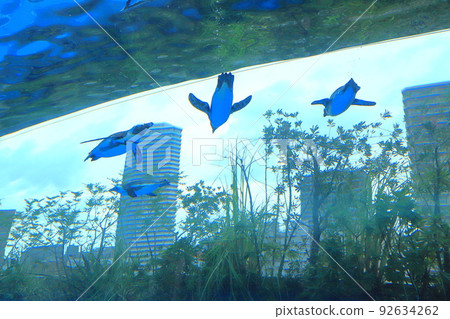 Sunshine Aquarium Penguin in the Sky 92634262