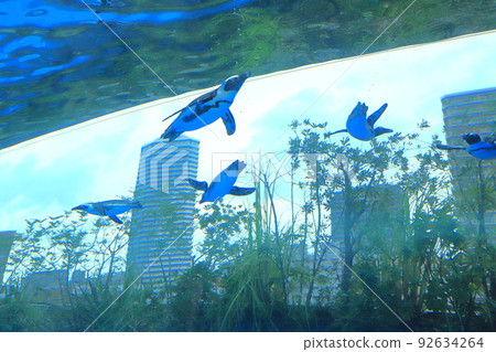 天空中的陽光水族館企鵝 92634264