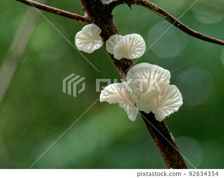 白蘑菇 白蘑菇 92634354