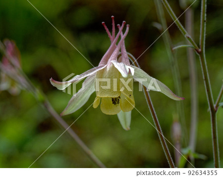 毛茛科山田卷花 92634355