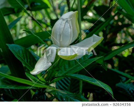 茜草科梔子白花 92634356