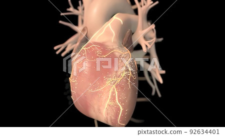Human heart, realistic anatomy 3d model of human heart on the monitor, Human heart, realistic anatomy 3d model of human heart on the monitor, 92634401