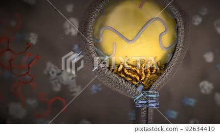 Medical of Hepatocytes. A key cell type for innate immunity Medical of Hepatocytes. A key cell type for innate immunity 92634410