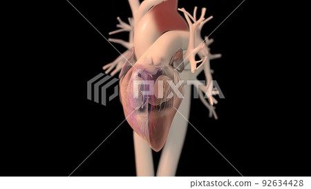 Human heart, realistic anatomy 92634428