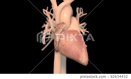 Human heart, realistic anatomy 92634432