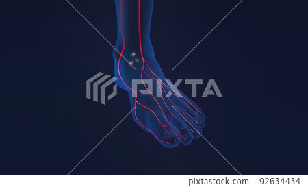 Foot bones with ligaments and blood vessels 92634434