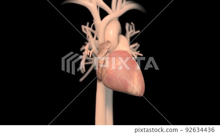 Human heart, realistic anatomy Human heart, realistic anatomy 92634436