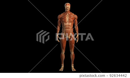 3D Animated of internal organs, nerve, bone, muscle systems created 3D Animated of internal organs, nerve, bone, muscle systems created 92634442