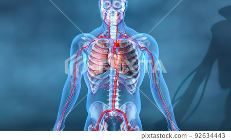 Heart and veins work 92634443