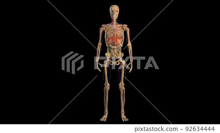 3D Animated of internal organs, nerve, bone, muscle systems created 92634444