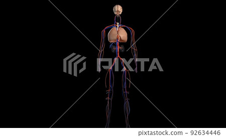 Human anatomy on black background, of vascular system Human anatomy on black background, of vascular system 92634446