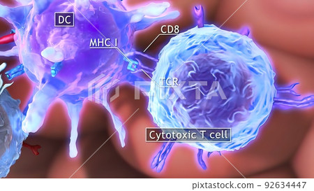 The T helper cells (Th cells), also known as CD4 cells or CD4-positive cells, are a type of T cell that play an important role in the immune system The T helper cells (Th cells), also known as CD4 cells or CD4-positive cells, are a type of T cell that play an important role in the immune system 92634447