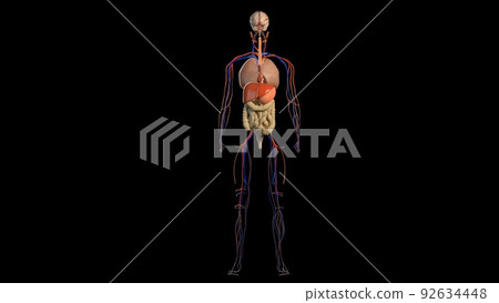 3D Animated of internal organs, nerve, bone, muscle systems created 3D Animated of internal organs, nerve, bone, muscle systems created 92634448