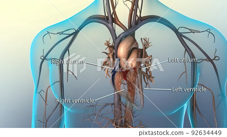 Systole causes the ejection of blood into the aorta and pulmonary trunk. Systole causes the ejection of blood into the aorta and pulmonary trunk. 92634449