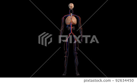 Human anatomy on black background, of vascular system 92634450
