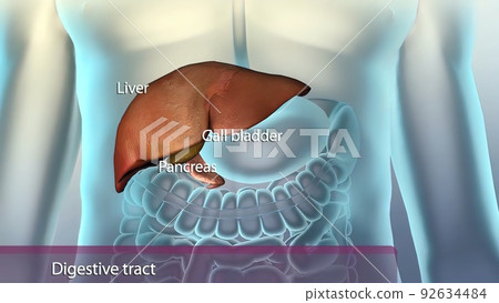 Auxiliary organs in the digestive system 92634484