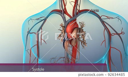 Systole causes the ejection of blood into the aorta and pulmonary trunk. 92634485