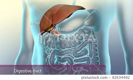 Auxiliary organs in the digestive system Auxiliary organs in the digestive system 92634492