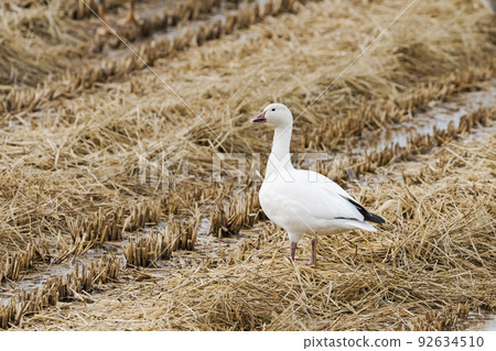 snow goose adult bird snow goose adult bird 92634510