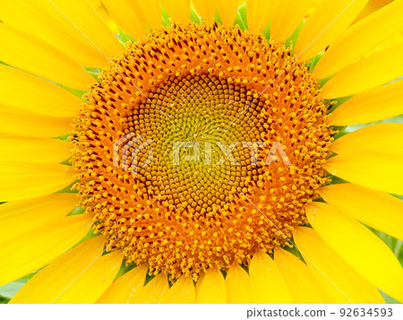 Close-up of sunflower 92634593